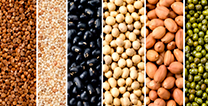 Pulses Granules